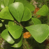 Ficus natalensis subsp. leprieurii (Miq.) C.C.Berg